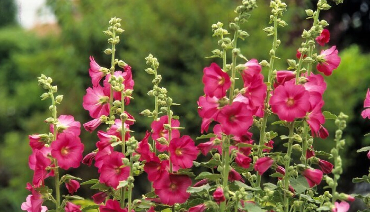 Фото Мальва