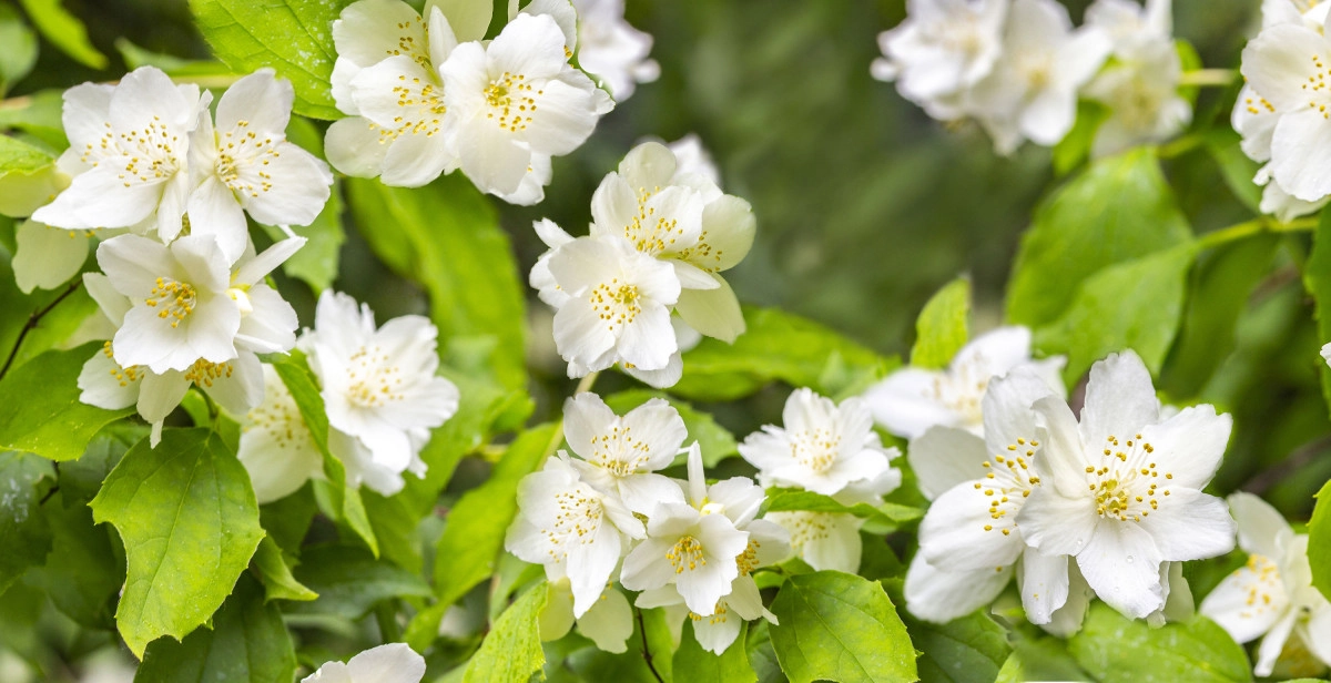 Фото Сирень