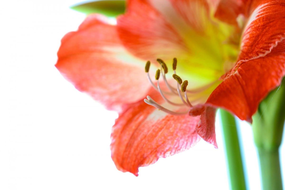 Фото Амариллис