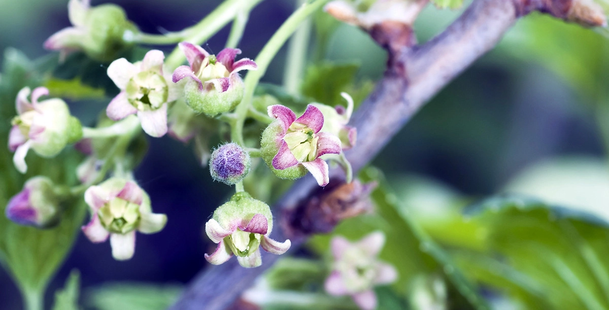 Фото Цветок черной смородины