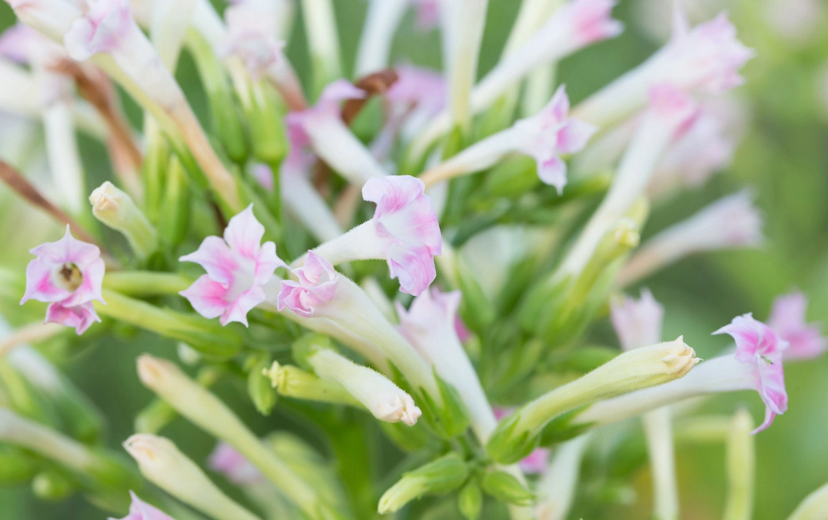 Фото Цветок табака