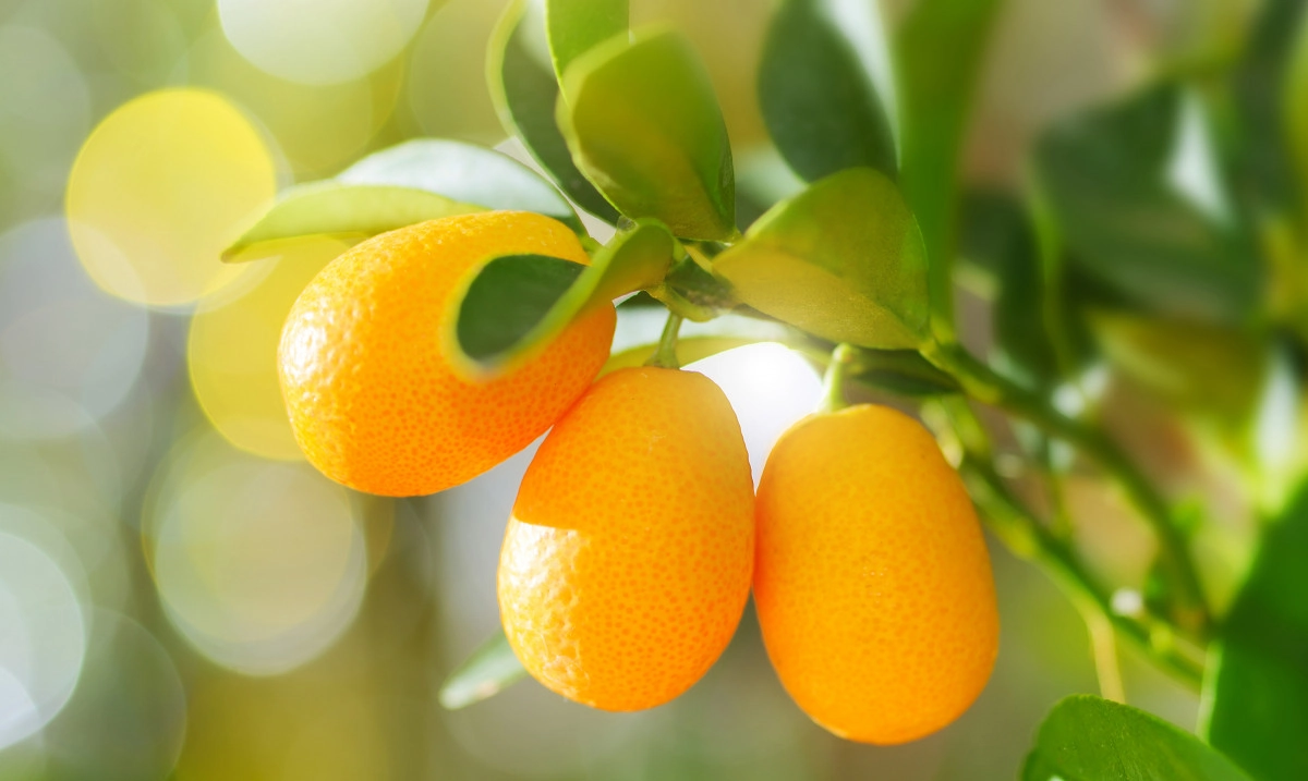 Фото Кумкват