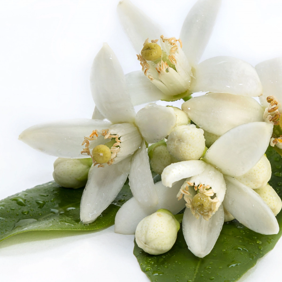 Фото Цветок лимона