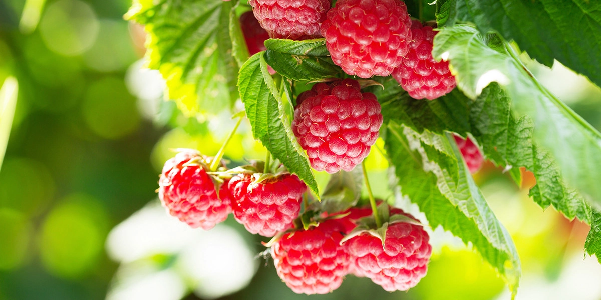 Фото Малина