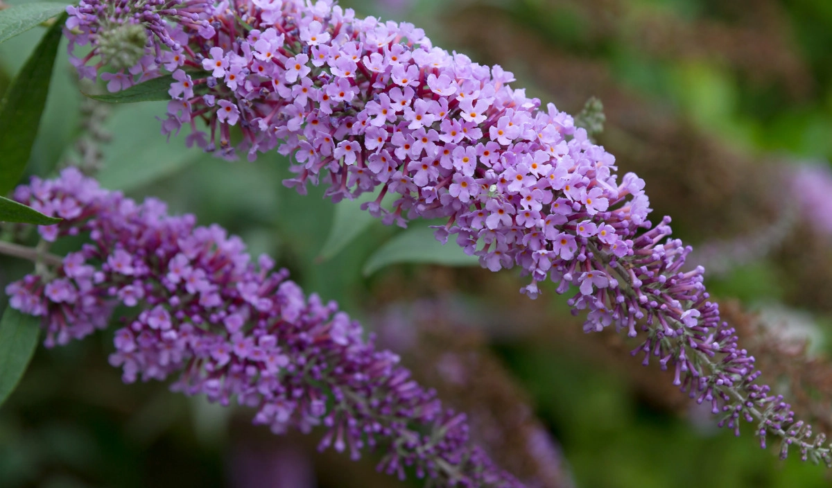 Фото Буддлея