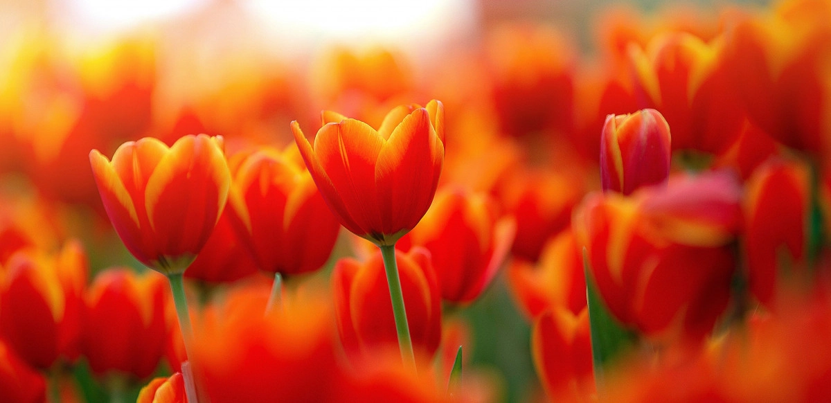 Фото Тюльпан