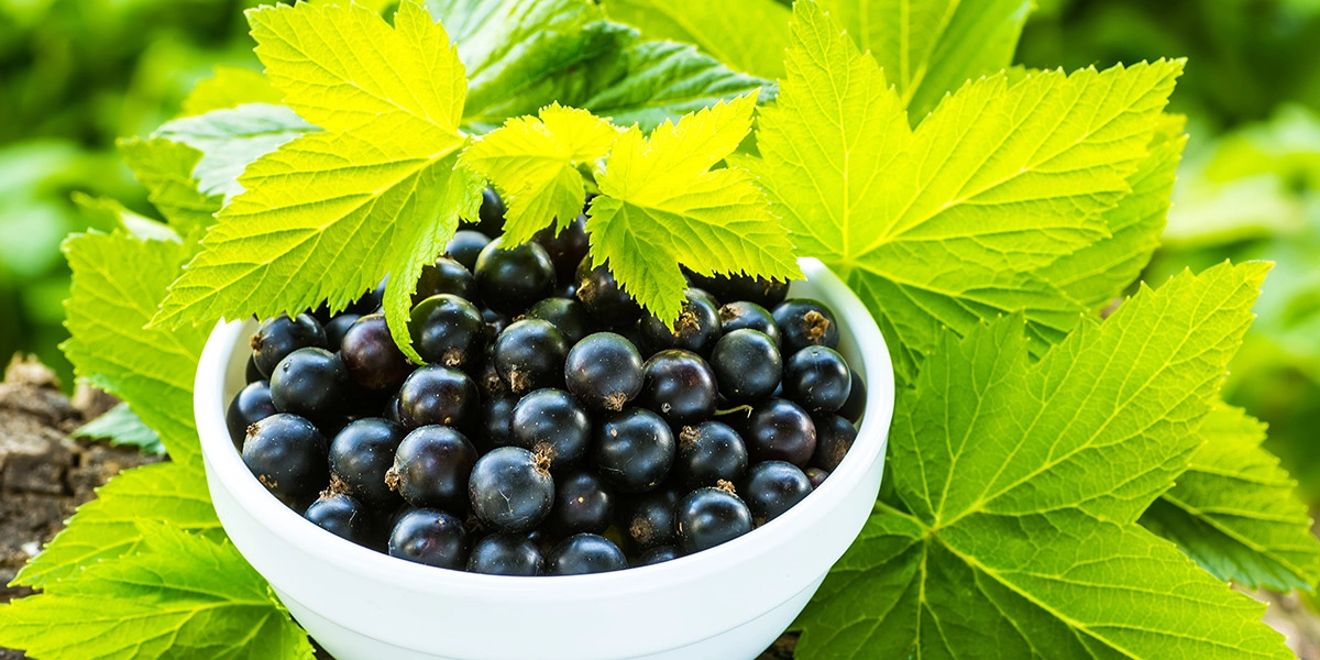 Фото Black Currant Leaf