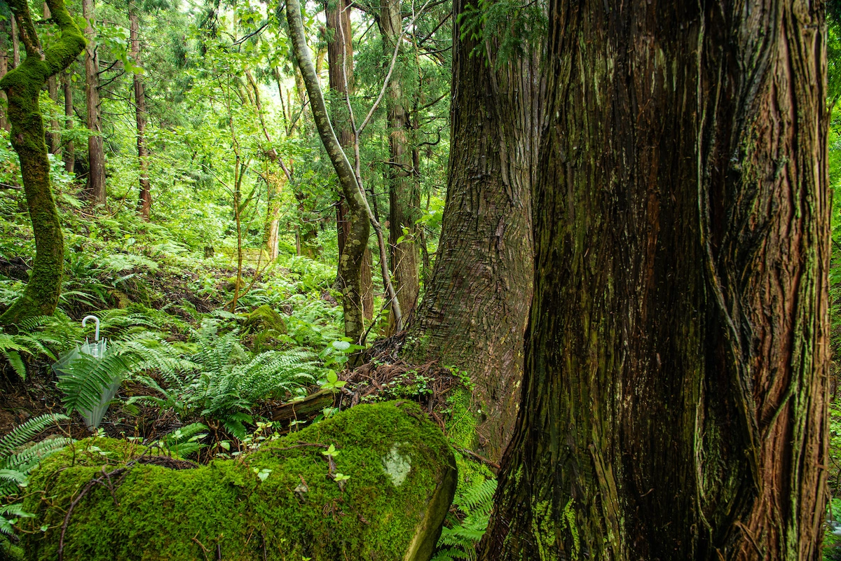 Фото Волчье дерево