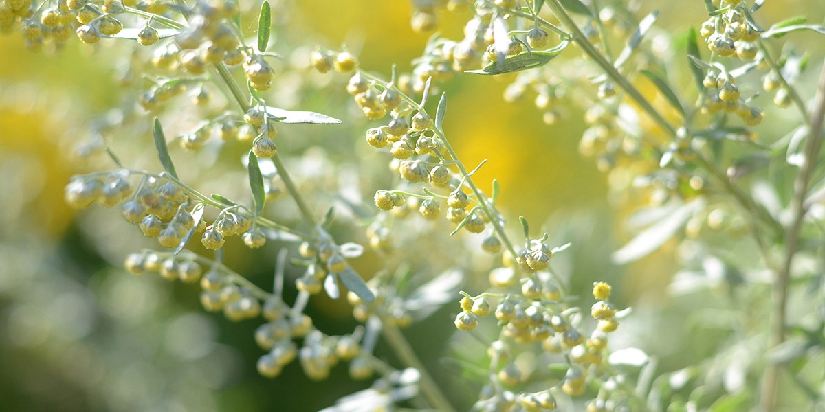 Фото Полынь