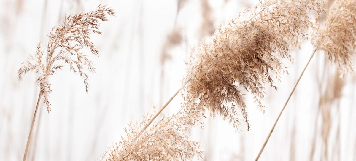 Фото Тростник