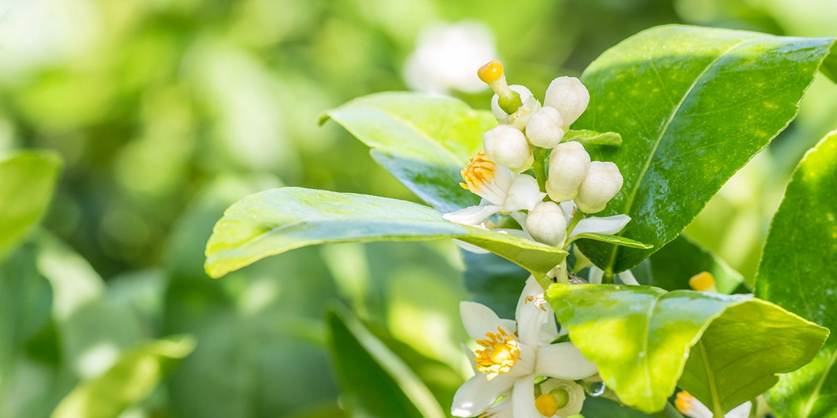 Фото Петитгрен