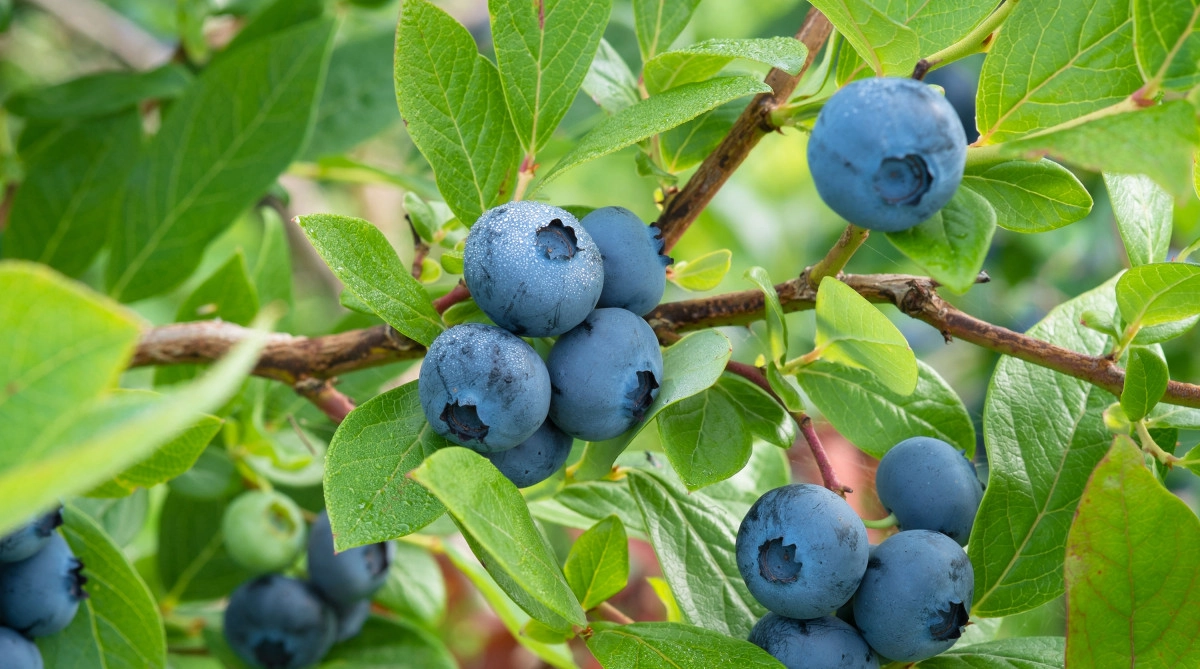 Фото Черника