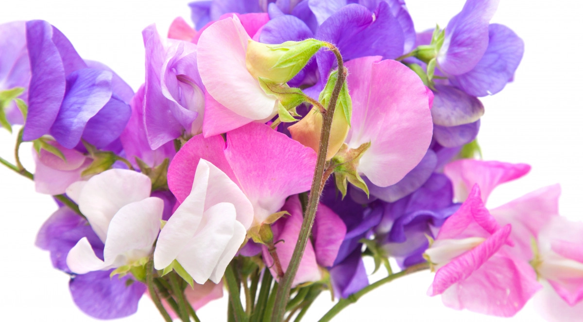 Фото Душистый горошек