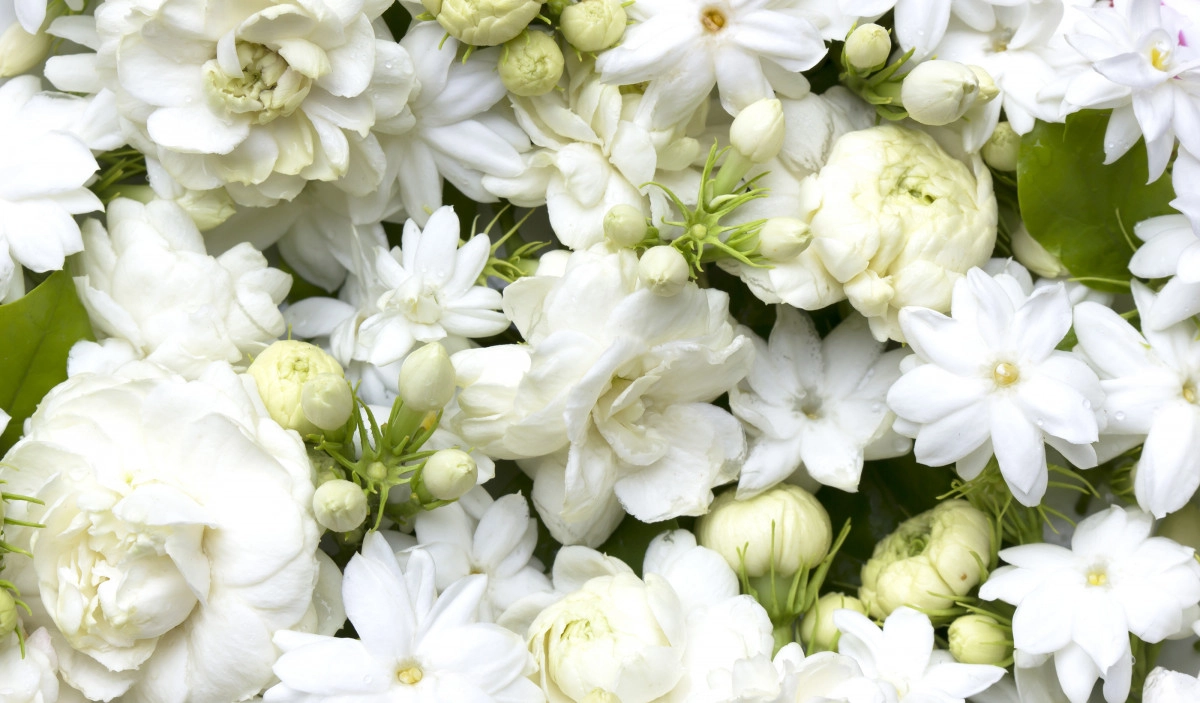 Фото Жасмин