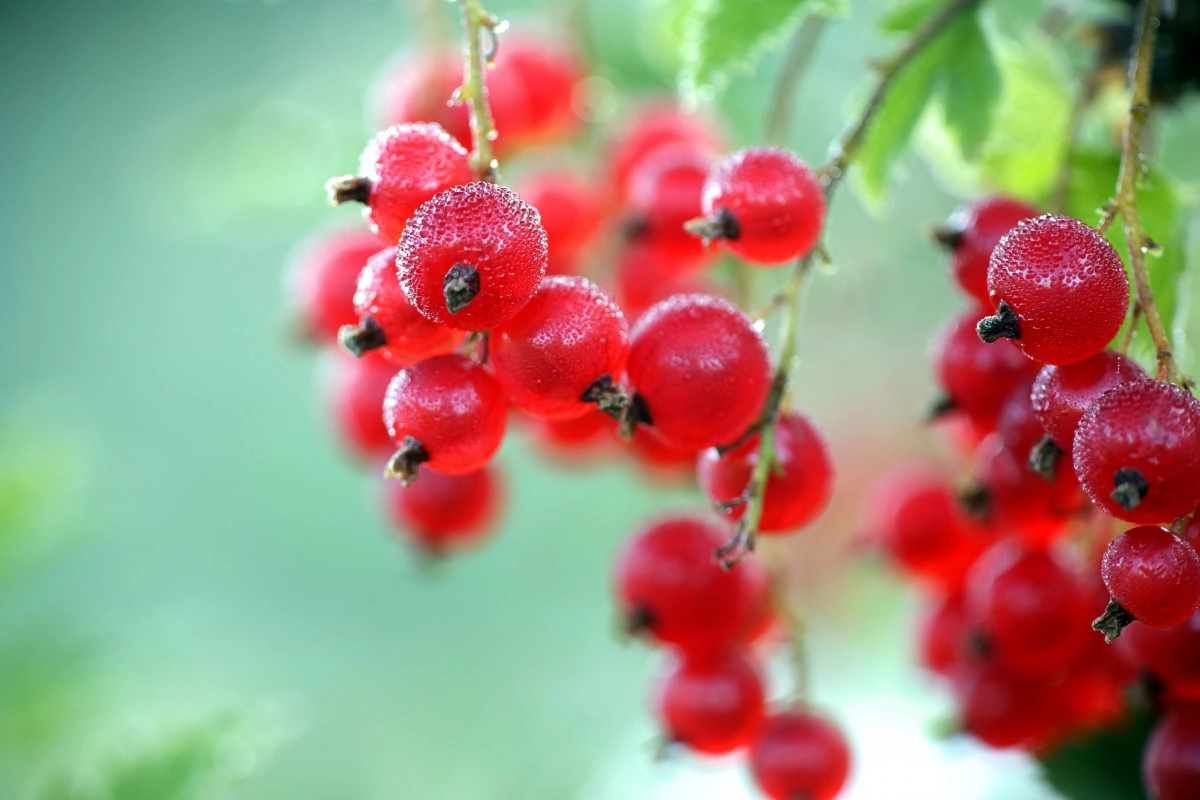 Фото Белая смородина