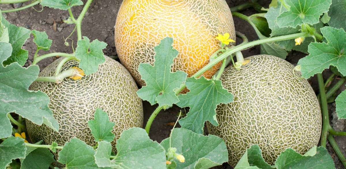 Фото Цветок медовой росы