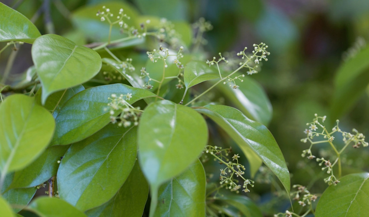 Фото Камфора