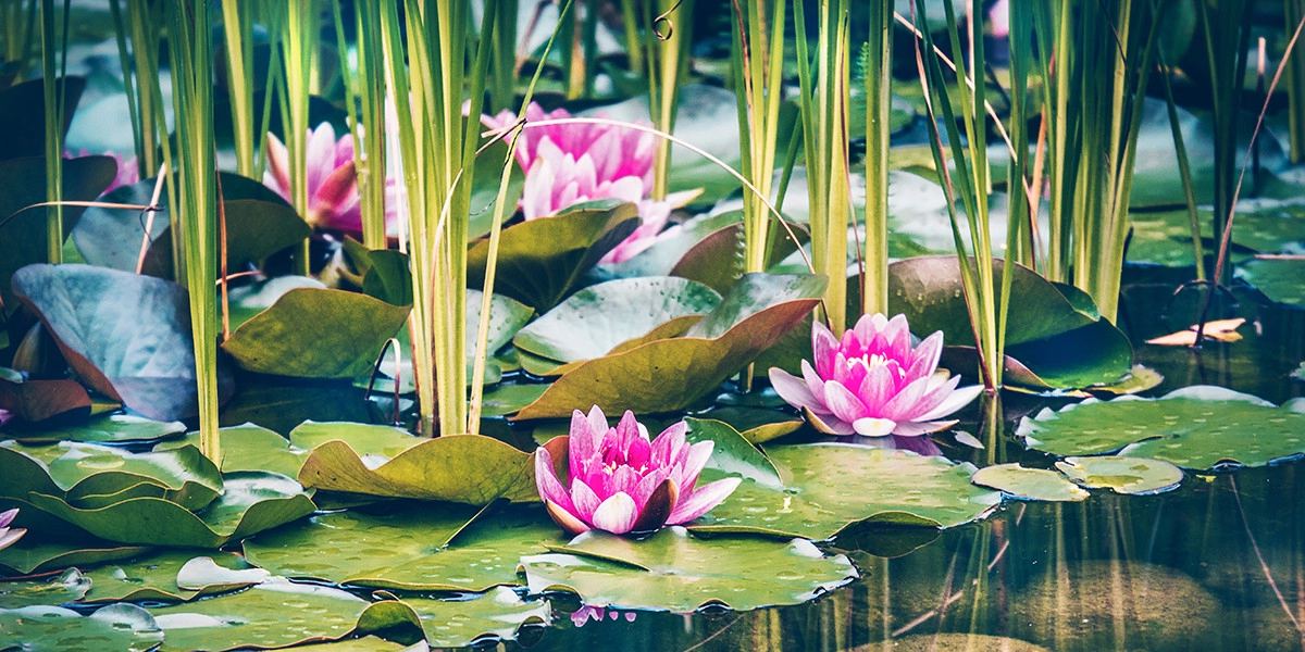 Фото Водяная лилия