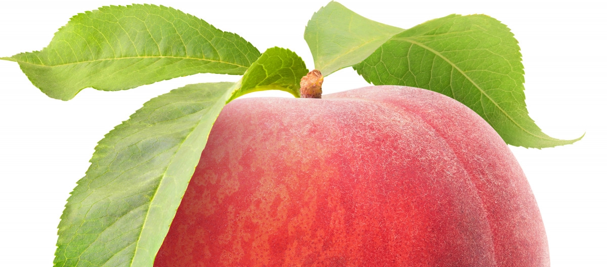 Фото Лист персика