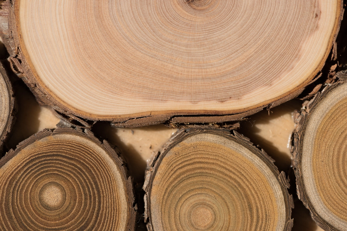 Фото Белое сандаловое дерево