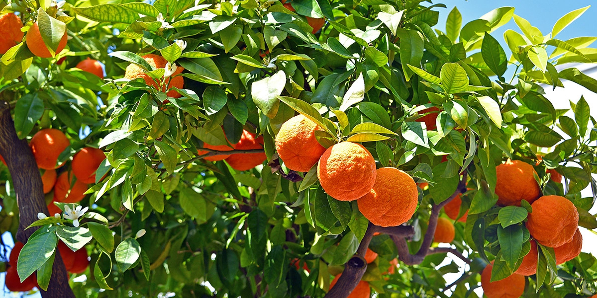 Фото Горький апельсин