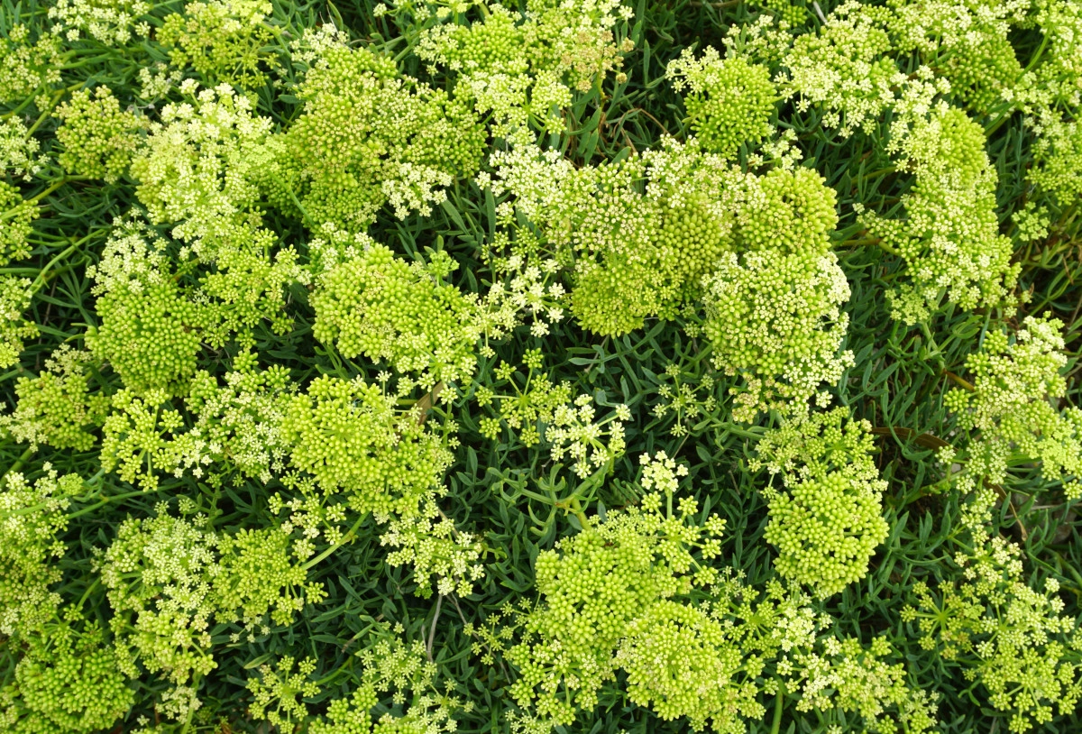 Фото Критмум