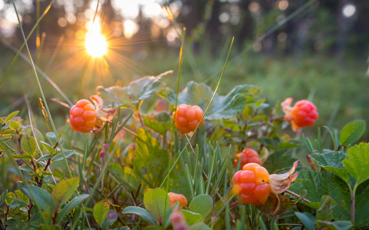 Фото Морошка