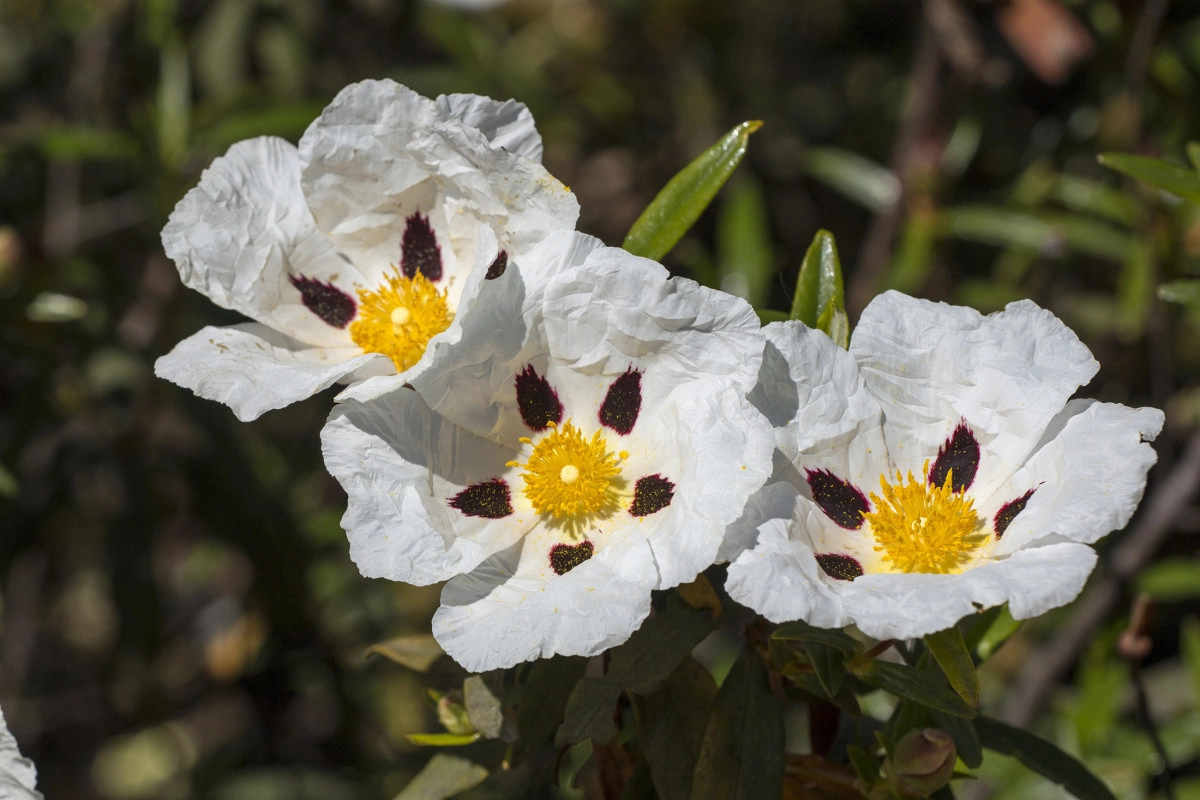 Фото Лабданум