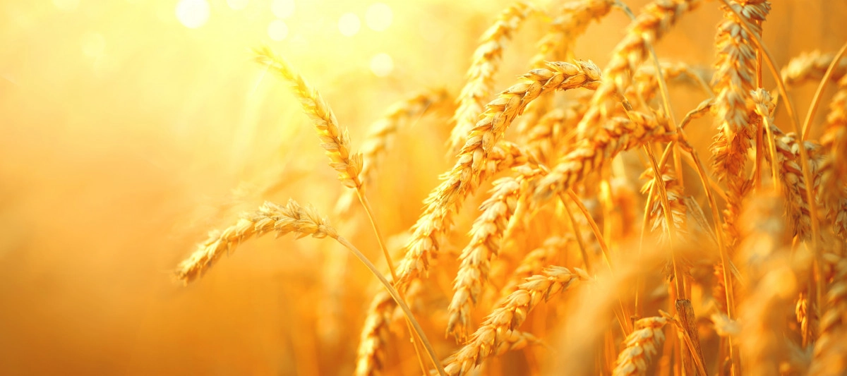 Фото Пшеница
