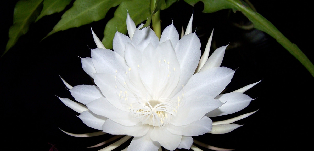 Фото Night Blooming Cereus