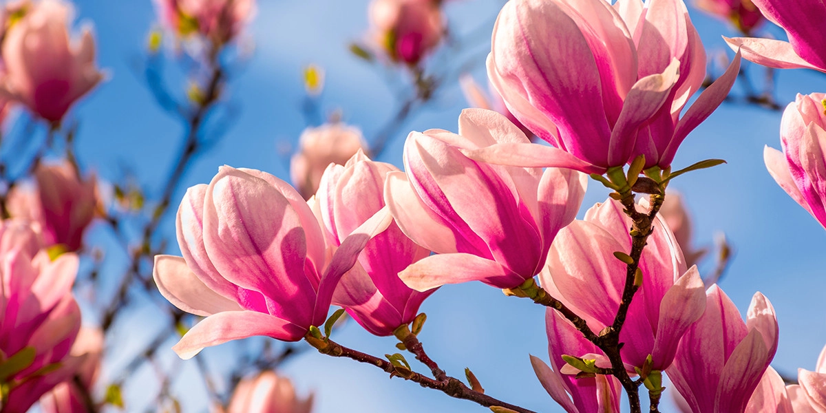 Фото Магнолия