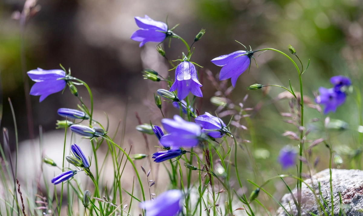 Фото Колокольчик