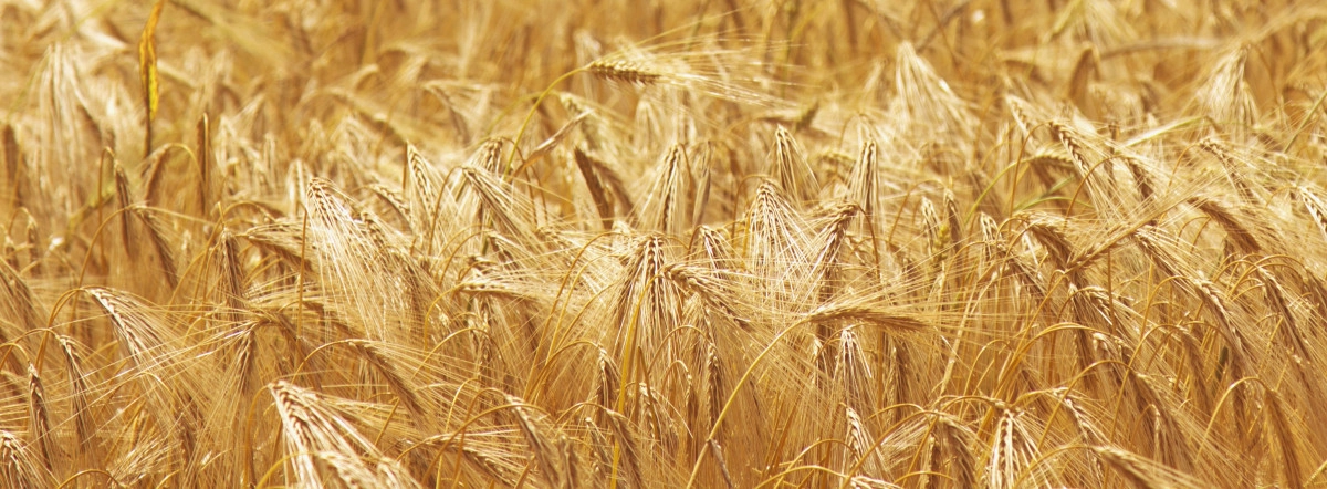 Фото Ячмень