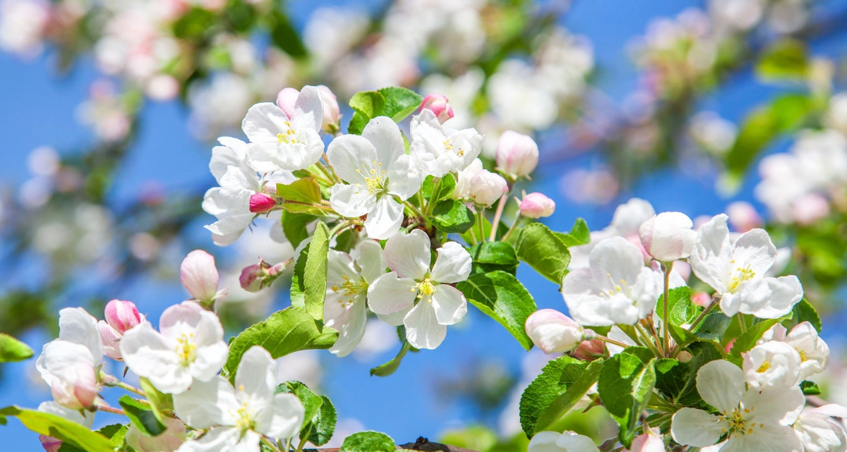Фото Цветок яблони