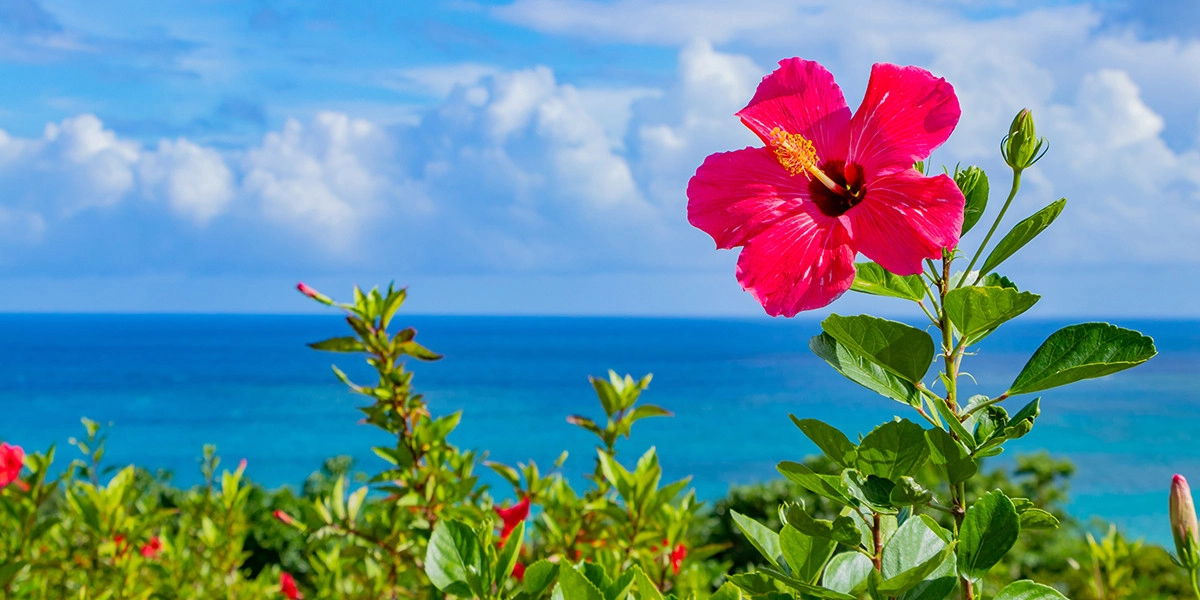 Фото Гибискус