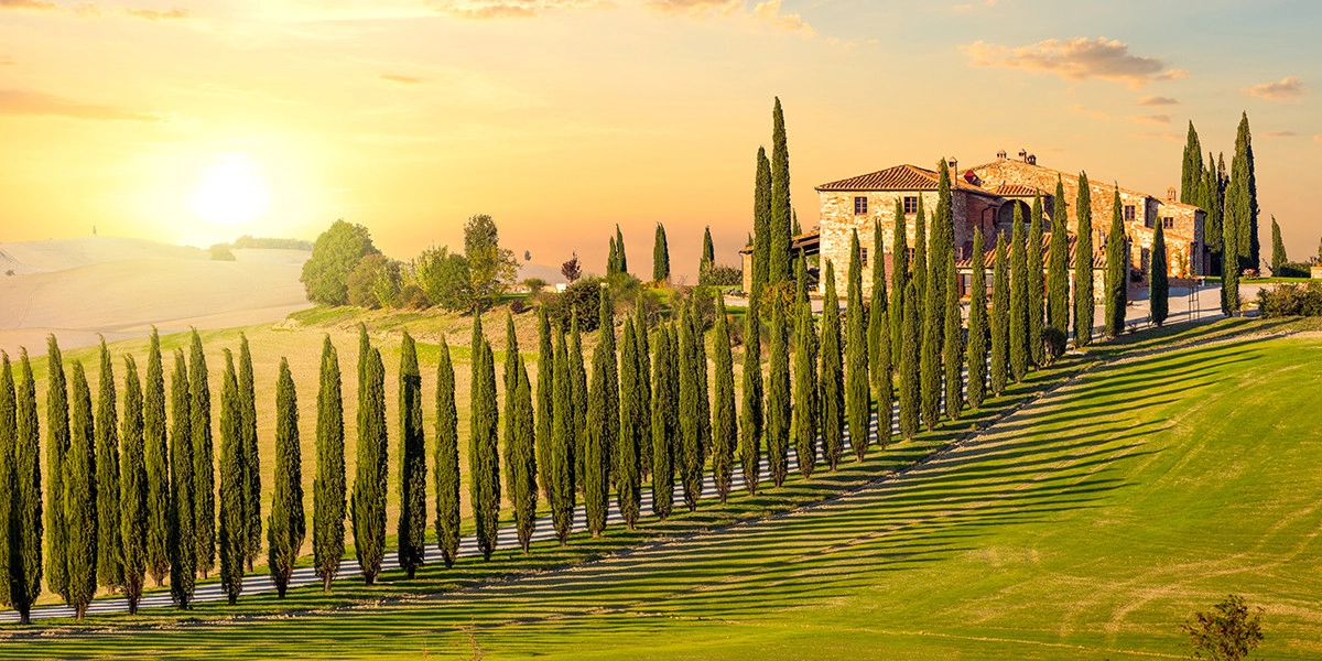 Фото Кипарис