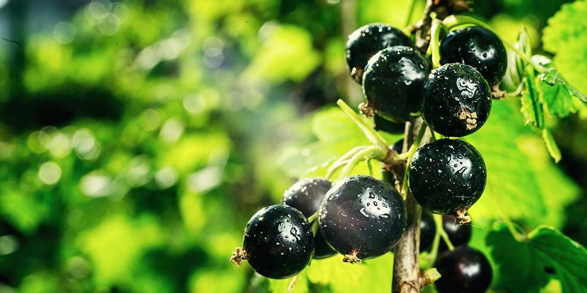 Фото Черная смородина