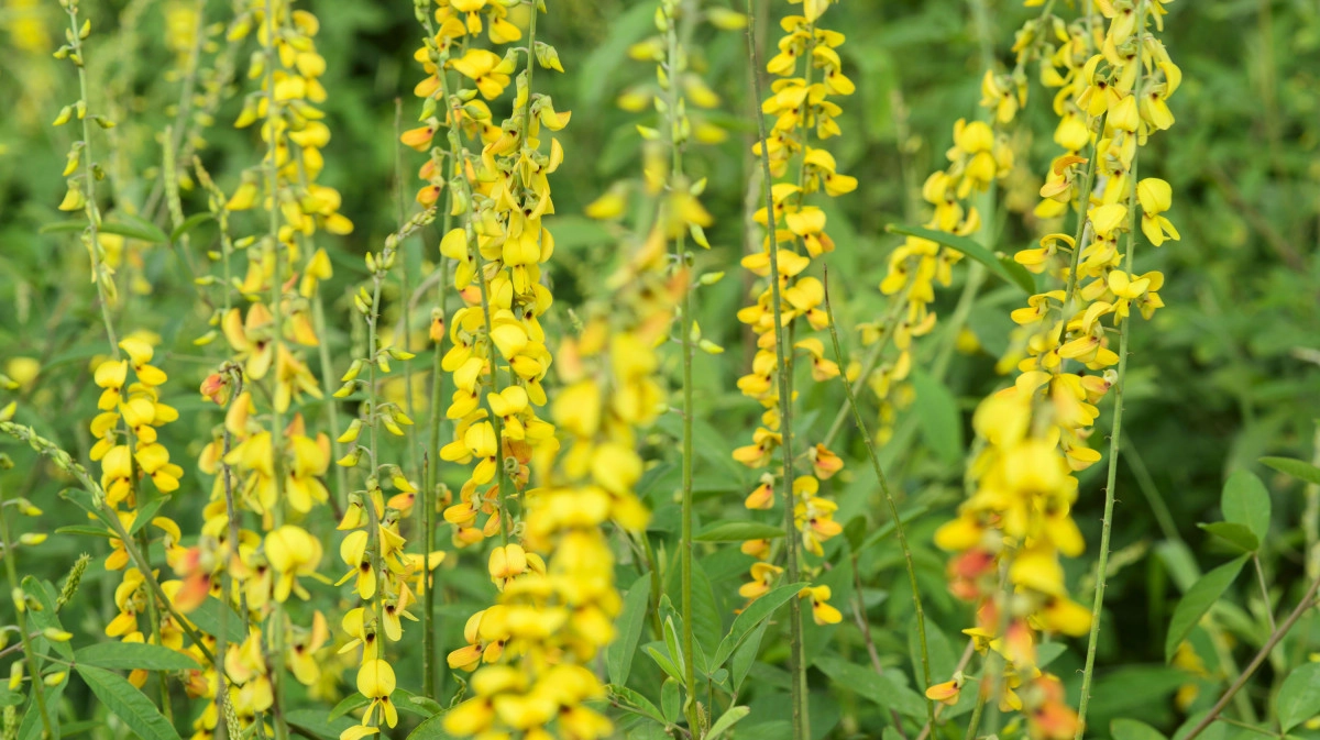 Фото Донник