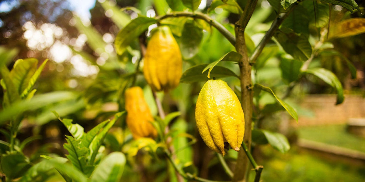 Фото Цитрон