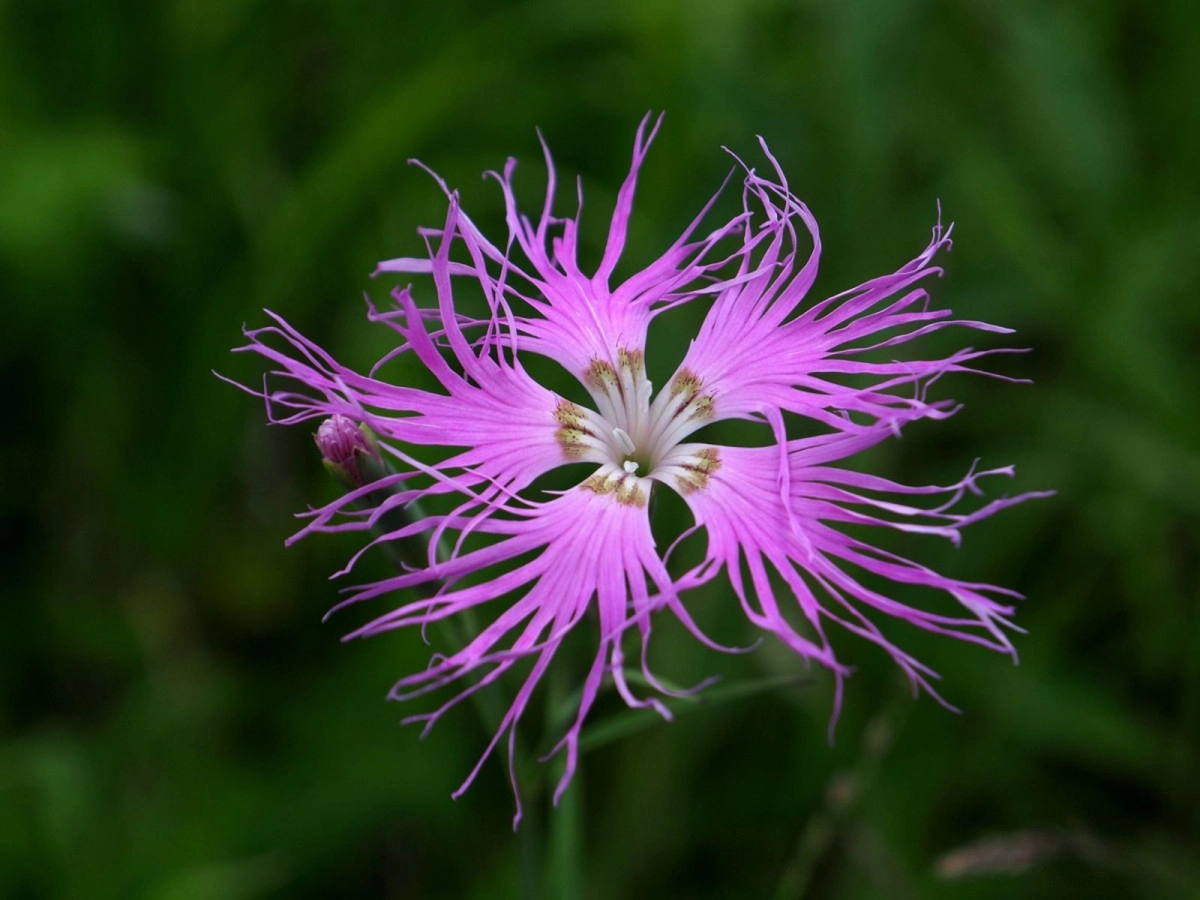 Фото Гвоздика перистая