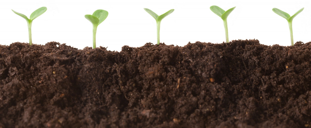 Фото Землистые ноты