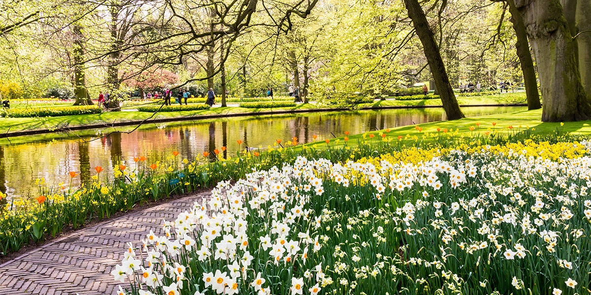 Фото Нарцисс