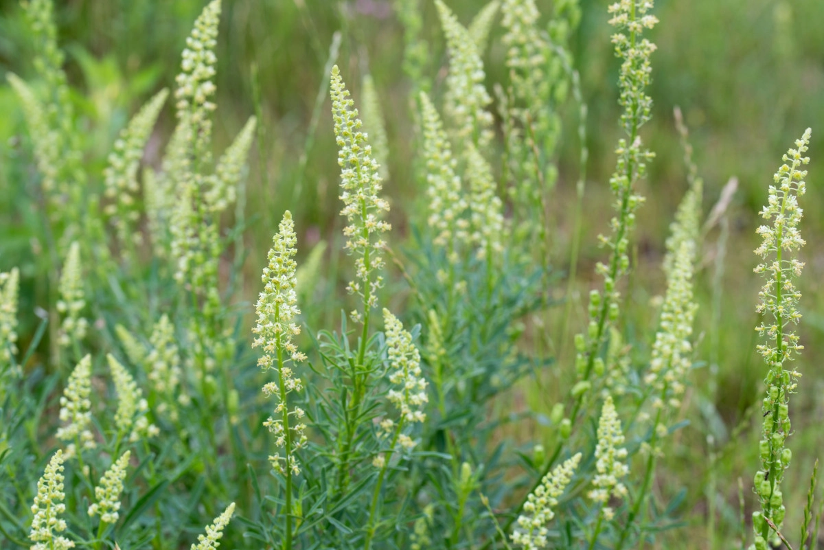 Фото Резеда