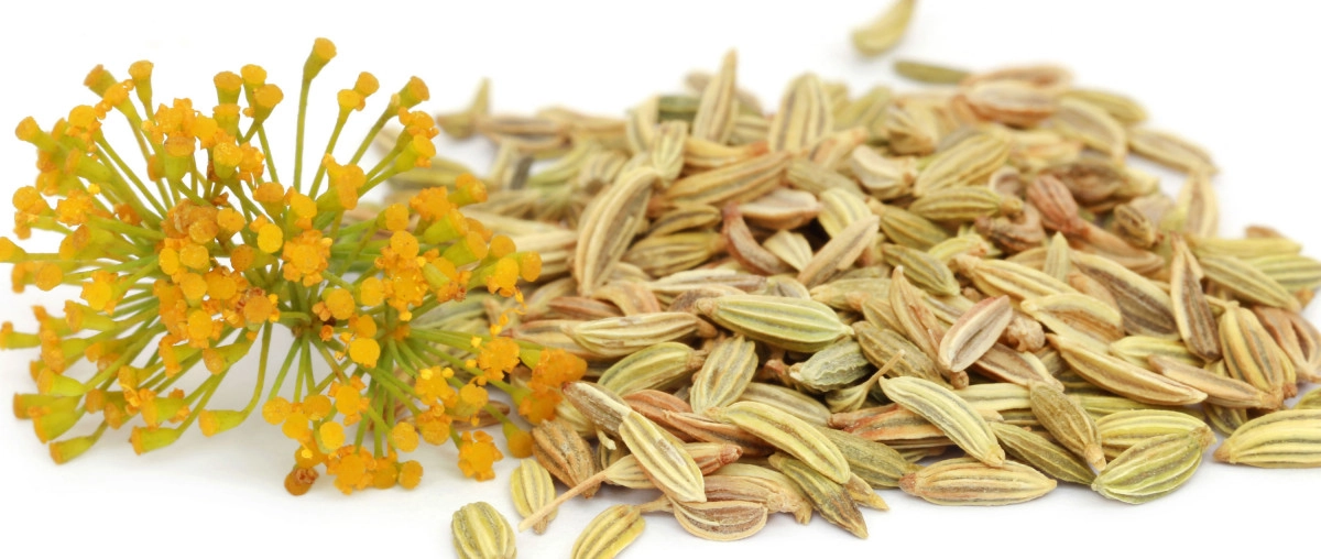 Фото Фенхель