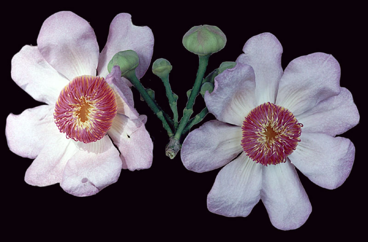 Фото Цветок Густавии