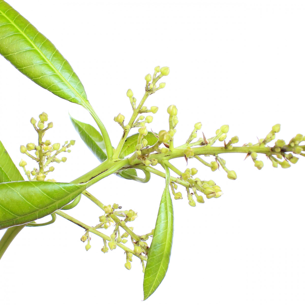 Фото Цветок манго