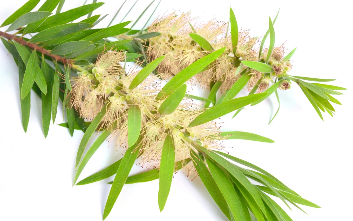 Фото Масло чайного дерева