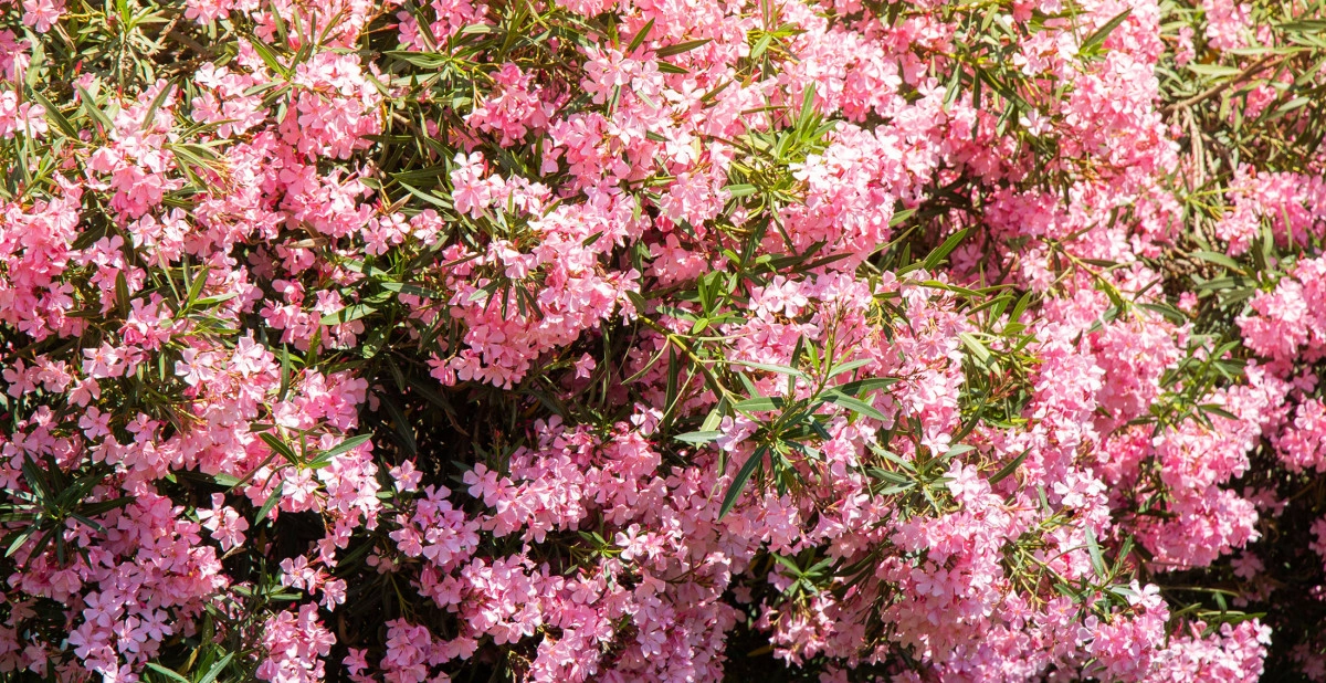 Фото Олеандр обыкновенный