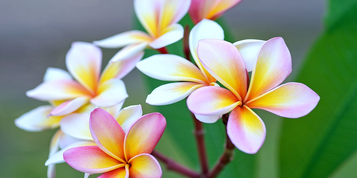 Фото Франжипани