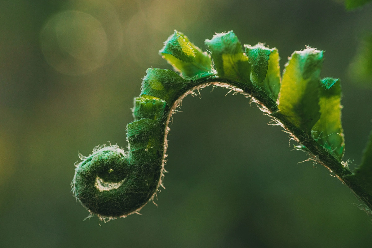 Фото Папоротник